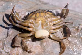 Loài vật bậc thầy “phẫu thuật chuyển giới”, quái nhất hành tinh