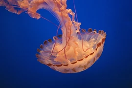 Sự thật giật mình về những con sứa 