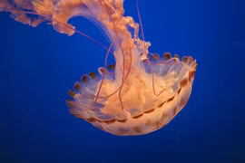 Sự thật giật mình về những con sứa 