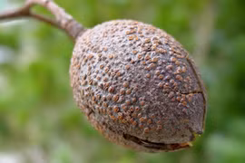 Những điều ít người biết về cây lát hoa ở Việt Nam