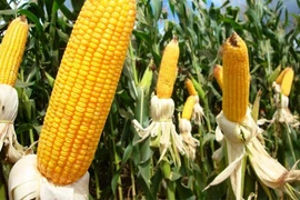 Khám phá cực hay ho về cây ngô ít ai biết