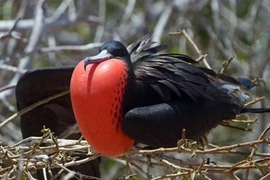 Loài chim siêu phàm, ngủ trên không, bay 2 tháng không nghỉ