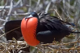 Loài chim siêu phàm, ngủ trên không, bay 2 tháng không nghỉ
