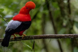 Loài chim được chọn là quốc điểu của Peru có gì đặc biệt?