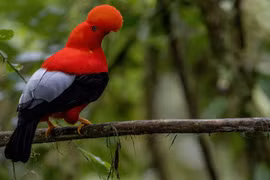 Loài chim được chọn là quốc điểu của Peru có gì đặc biệt?