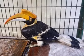 Chim hồng hoàng lạc vào nhà dân ở Huế quý hiếm cỡ nào?