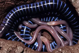 Kỳ lạ bộ tộc giun con ăn da thịt giun mẹ