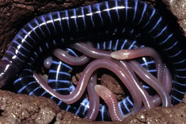 Kỳ lạ bộ tộc giun con ăn da thịt giun mẹ