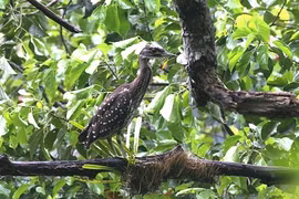 Khám phá bất ngờ chim vạc hoa rất hiếm ở Việt Nam