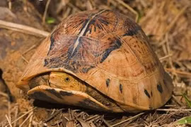 Khám phá về rùa hộp trán vàng siêu hiếm của Việt Nam