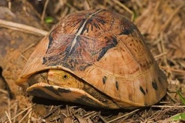 Khám phá về rùa hộp trán vàng siêu hiếm của Việt Nam