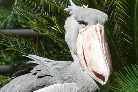 Bất ngờ với 14 loài động vật kỳ dị, không ai tin chúng tồn tại