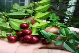 Khám phá bất ngờ cây kim quýt "tao nhã" có ở VN