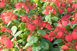 Sự thật bất ngờ cây bướm đỏ đẹp hay trồng làm cảnh