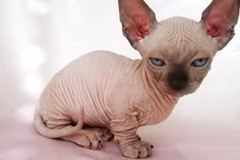 "Khóc thét" 10 giống mèo kì lạ nhất hành tinh