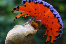 Những chiếc mào chim quái đản nhất thế giới