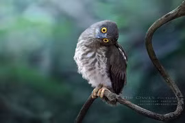 Loạt ảnh chim cú đáng yêu như thiên thần