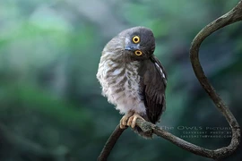 Loạt ảnh chim cú đáng yêu như thiên thần