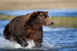 Sự thật cực thú vị về gấu xám Bắc Mỹ 