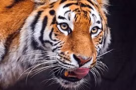 Sự thật đáng kinh ngạc về loài hổ không hẳn ai cũng biết 