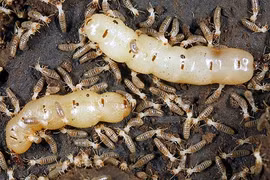 Sự thật giật mình về thế giới côn trùng (2) 