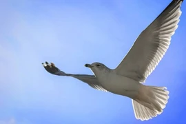Những khám phá bất ngờ về chim hải âu