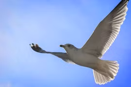 Những khám phá bất ngờ về chim hải âu