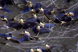 Thị trấn đáng thương bị phù du đuôi dài càn quét 