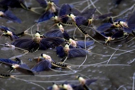 Thị trấn đáng thương bị phù du đuôi dài càn quét 