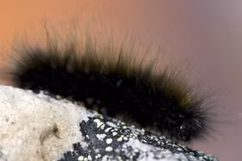 Điểm danh những loài côn trùng nguy hiểm bậc nhất Việt Nam