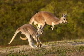 Những sự thật cực thú vị về loài chuột túi