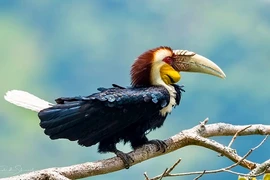 Độc đáo loài niệc mỏ vằn cực quý hiếm, tuyệt đẹp của VN