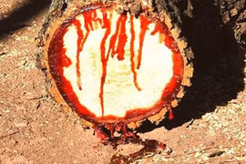 Kỳ lạ những loài cây chảy máu như động vật 