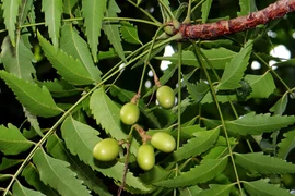 Sự nguy hiểm và những công dụng khó ngờ của cây xoan