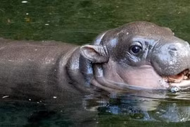 "Cute" lạc lối chú hà mã nấm lùn vừa chào đời tại vườn thú Sydney 