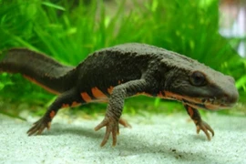 Điều bất ngờ thú vị loài tắc kè nước chỉ có ở Việt Nam