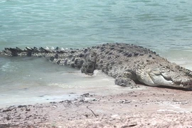 Sự thật bất ngờ về cá sấu hoa cà lớn nhất TG