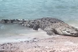 Sự thật bất ngờ về cá sấu hoa cà lớn nhất TG