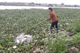 Cá chết trắng trên sông Cầu: Dân mất tiền tỷ