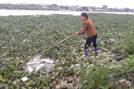 Cá chết trắng trên sông Cầu: Dân mất tiền tỷ