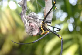 Nhện trổ tài bắt dơi cực dính