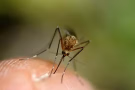 Sự thật sốc về loài muỗi đáng ghét chuyên hút máu người
