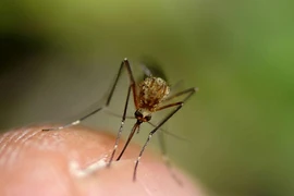Sự thật sốc về loài muỗi đáng ghét chuyên hút máu người