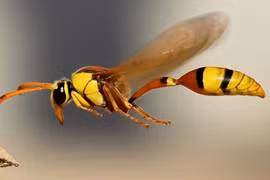 Khám phá rợn người về côn trùng bạn chưa từng nghe 