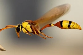 Khám phá rợn người về côn trùng bạn chưa từng nghe 