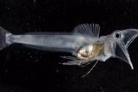Sự thật khó tin về loài cá băng Nam Cực thân hình trong suốt