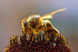 Sự thật gây sửng sốt về cảm giác hạnh phúc của loài ong