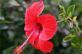 Khám phá bất ngờ về cây dâm bụt