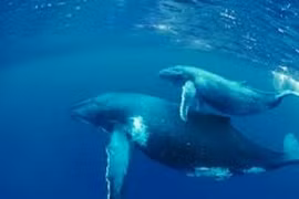 Sự thật gây sốc về cá voi xanh