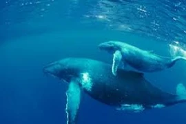 Sự thật gây sốc về cá voi xanh
